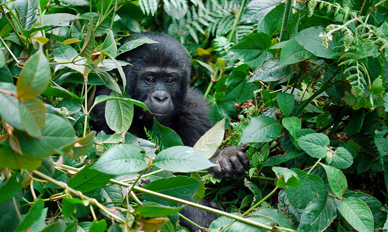 gorilas-uganda