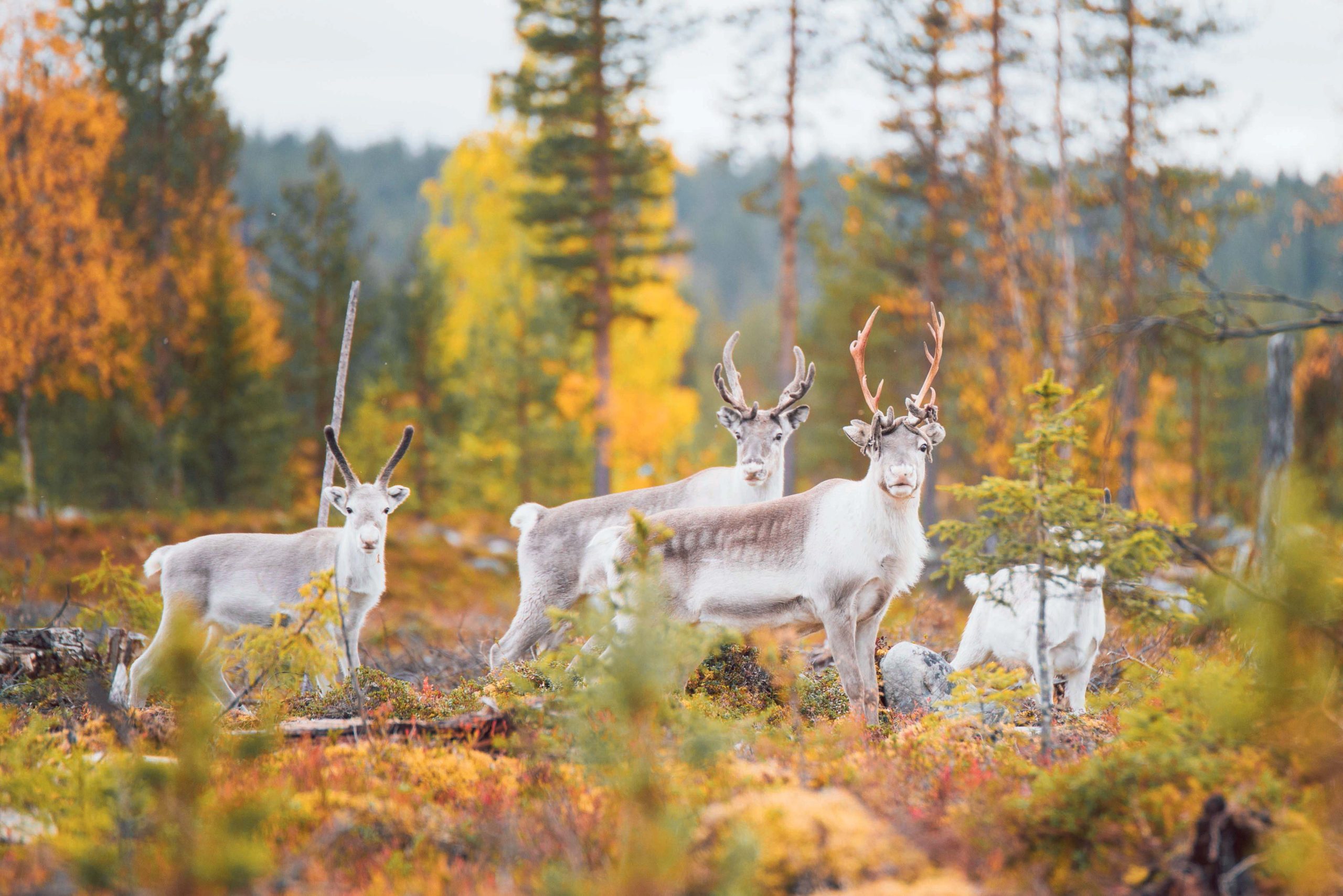 Finland Lapland Pallas Yll stunturi autumn reindeers highres byJuliaKivela MG 6001 optimized photo Se Vive Viajes